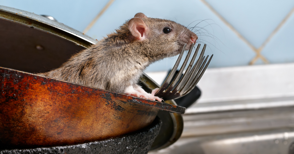 rodents...