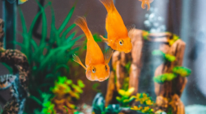 goldfish