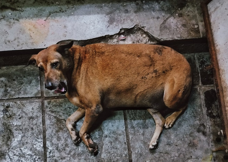 obese dog