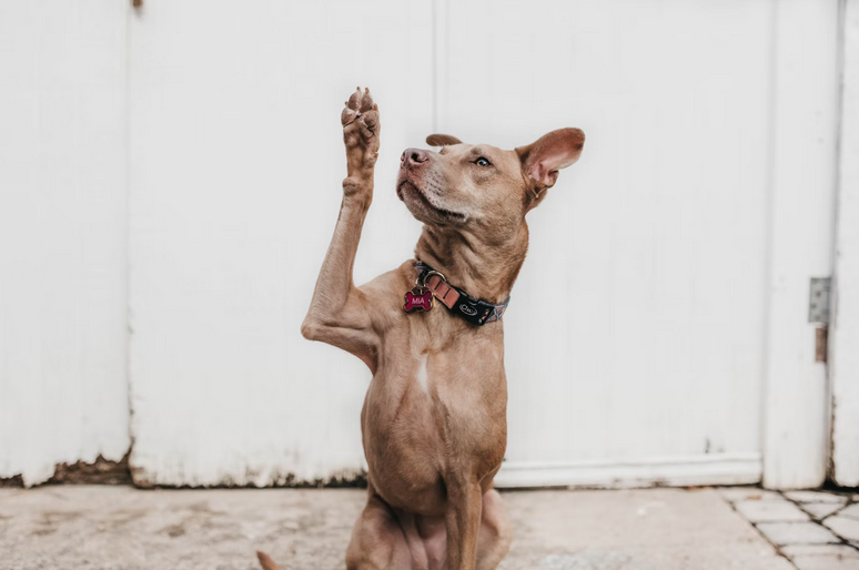 paws