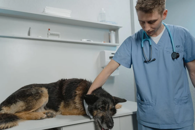 vet